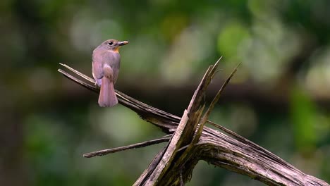 El-Papamoscas-Azul-De-La-Colina-Se-Encuentra-En-Un-Hábitat-De-Gran-Altura,-Tiene-Plumas-Azules-Y-Un-Pecho-Anaranjado-Para-El-Macho,-Mientras-Que-La-Hembra-Es-De-Color-Marrón-Canela-Pálido-Y-También-Con-Un-Pecho-Anaranjado-En-Transición