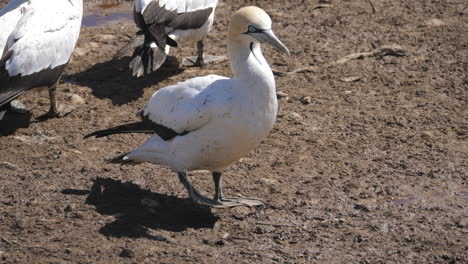 australian gannet on the shore