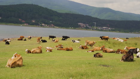 large herd of cows resting in a green field near lake, mountains in the background