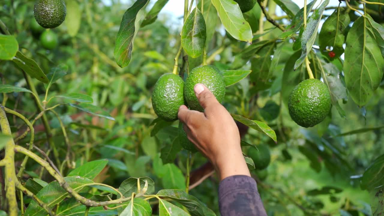SLOW MOTION TRACKING CLOSE UP SHOT OF AN AVOCADO FARMER CLIPPING DOWN AN AVOCADO AND PUTTING IT ON A BOX