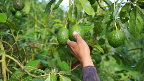 slow motion tracking close up shot of an avocado farmer clipping down an avocado and putting it on a box