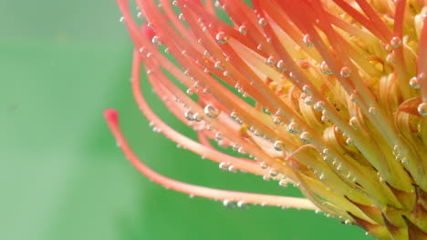 primer plano de una flor de protea de cojín con burbujas