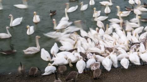 Zeitraffer-Von-Wildschwänen,-Die-Im-Caerlaverock-Feuchtgebiet-Im-Südwesten-Schottlands-Fressen