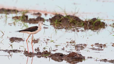 seen in the middle of the paddy field moving its head up and down then preens its right foot, black-winged stilt, himantopus himantopus, thailand