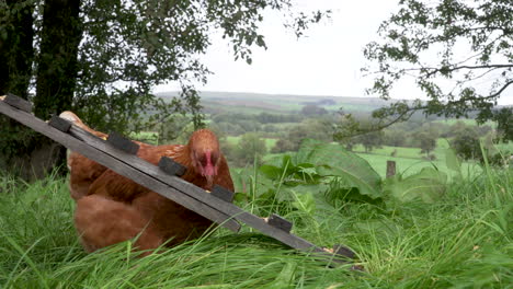 Free-range-hen-eating-food-off-wooden-ramp-in-the-countryside