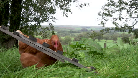 Gallina-De-Corral-Comiendo-Comida-En-Una-Rampa-De-Madera-En-El-Campo