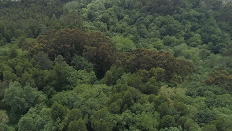 Drone-Aéreo-Disparado-Sobre-El-Bosque-Del-Norte-De-Europa.