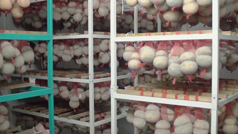 cheese hanging in a storage facility