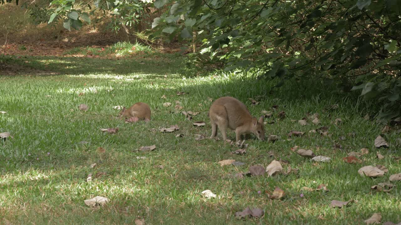 canguros ágiles comiendo en la hierba bajo la sombra de las plantas en la reserva natural de thal en qld, australia