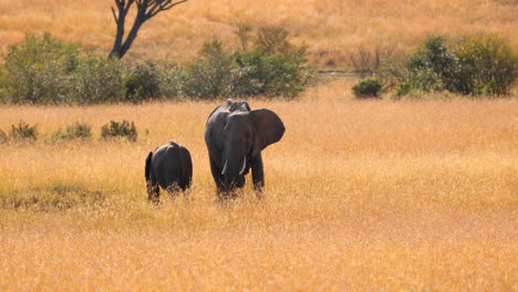 madre elefante y cría de pie en la sabana cubierta de hierba en la reserva nacional de maasai mara en kenia, áfrica