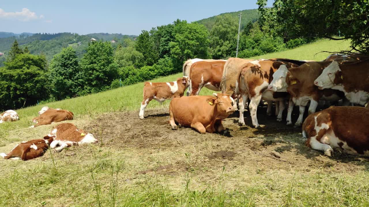 Video a mano di mucche che riposano al sole nella fattoria.
