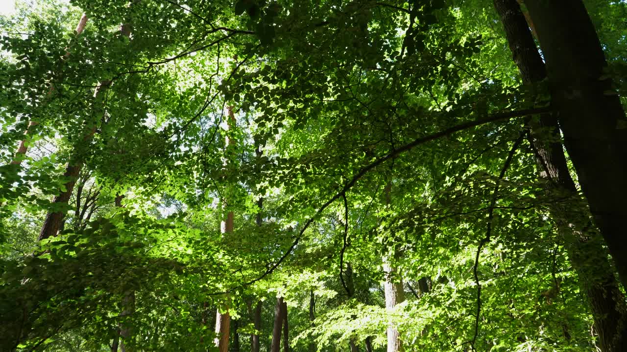 숲을 가로질러 천천히 걸어가고