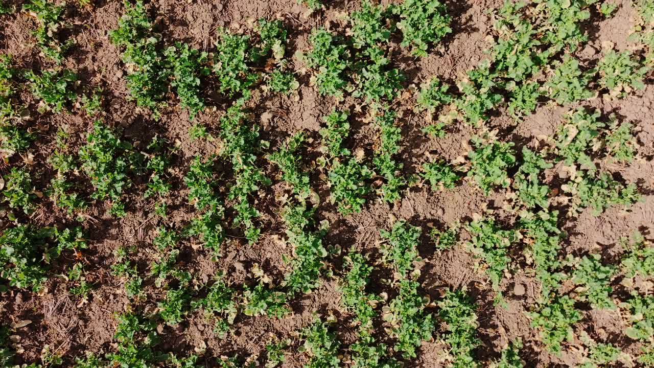 Clockwise falling drone shows textured soil and vibrant green seed rows