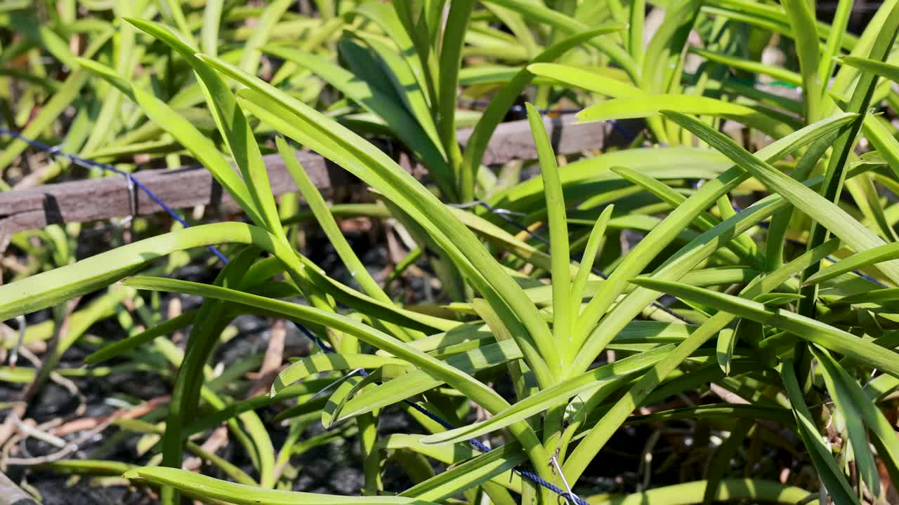 vista detallada de vibrantes plantas verdes que caminan bajo la brillante luz del sol, destacando su follaje exuberante y su crecimiento natural