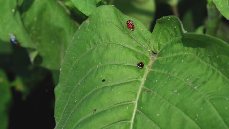 ladybug crawls over green leaf surface