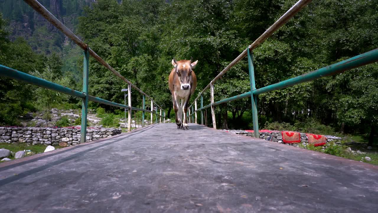 An Indian domestic cow crossing a small bridge in rural village and walking towards the camera in Manali, Himachal Pradesh, India  -SloMo ,Low Ground Perspective