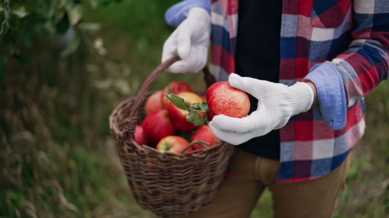 Unrecognized man in checkered shirt holding a basket of apples. Male farmer in gloves takes apples and shoves it closer to the camera.