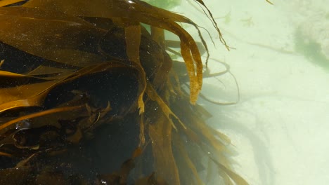 laminaria algae in turquoise sea water and white sand