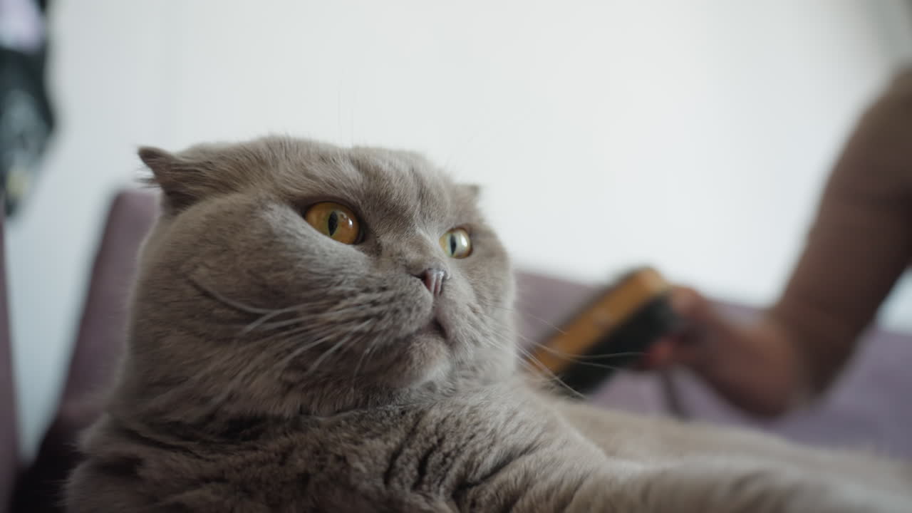 Relaxed Gray Cat On Sofa Being Gently Brushed By Woman Owner In Cozy Living Room, Soft Plush Upholstery, Close View Of Fur Texture And Whisker Detail, Calm Expression And Intimate Pet Care Bond