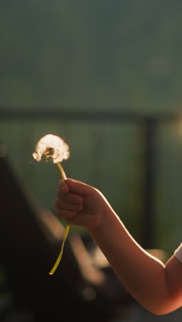 child breathes in to blow dandelion in park. little boy makes wishes playing with dry flower outdoors. cute kid holds wild plant with flying seeds