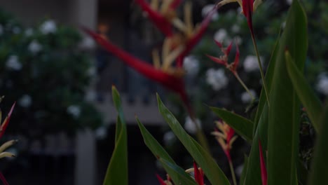 a close up shot of a blooming bromeliad