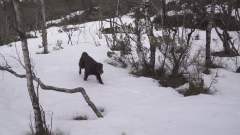 man training a chocolate flat coated retriever female dog to fetch a stick in the snow among trees