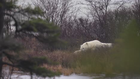 slow motion 4k of a sleepy polar bear amongst the sub-arctic brush and trees of churchill, manitoba. climate change makes the wait for hudson bay freeze up longer each year.