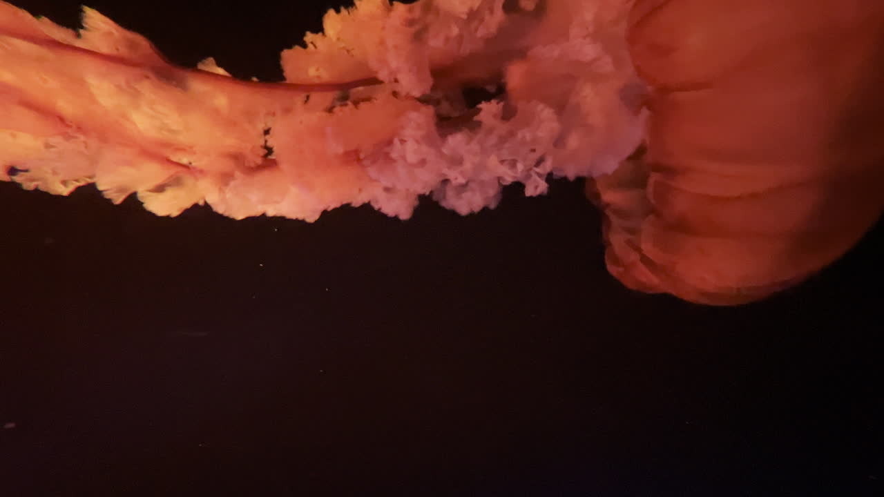 medusas nadando en una luz roja dentro de un acuario