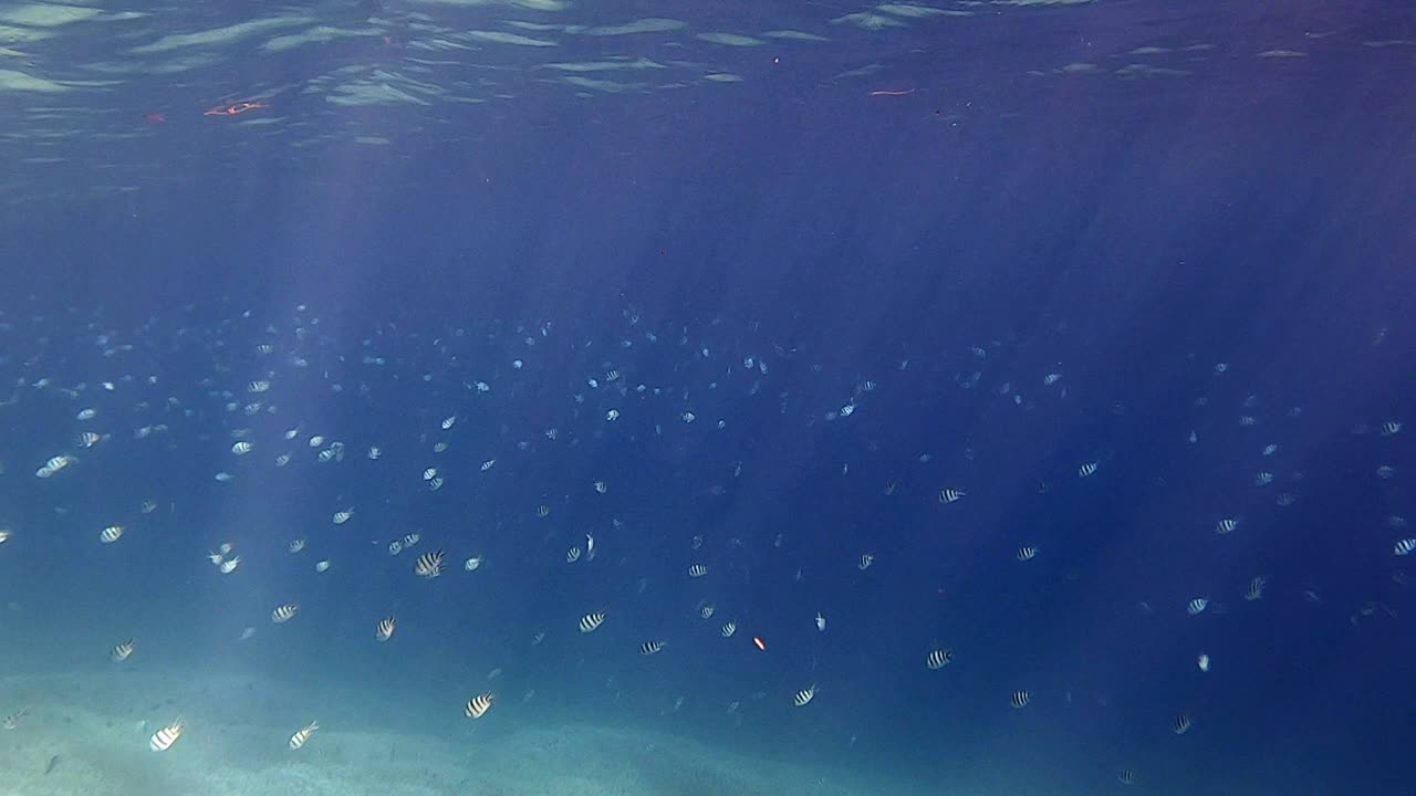 깊고 푸른 바다 아래 가위 꼬리 상사 물고기 학교 - 와이드 샷