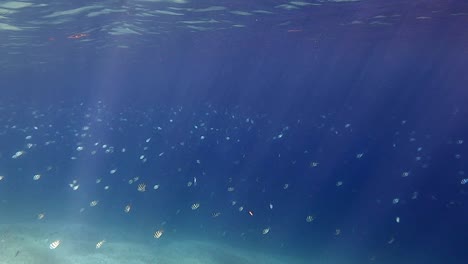 school of scissortail sergeant fish under the deep blue sea - wide shot