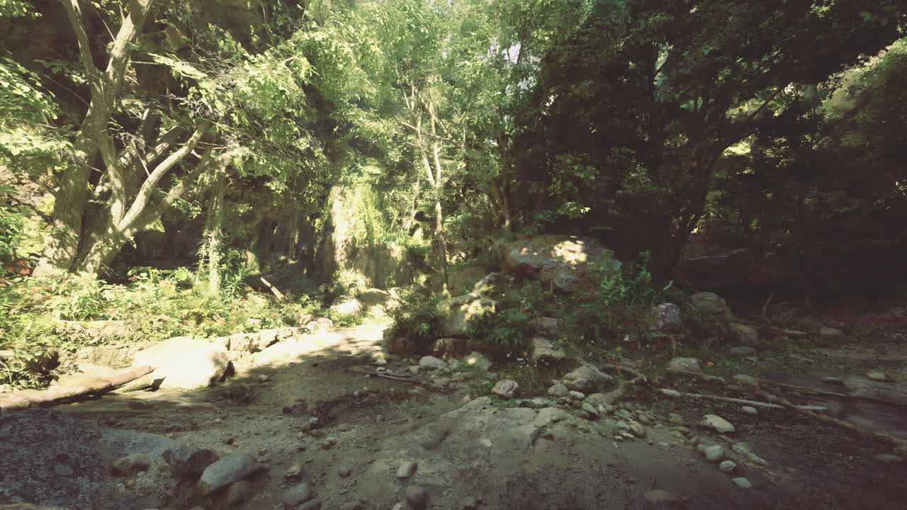 Sereno paesaggio forestale con acqua corrente e vegetazione lussureggiante alla luce del giorno