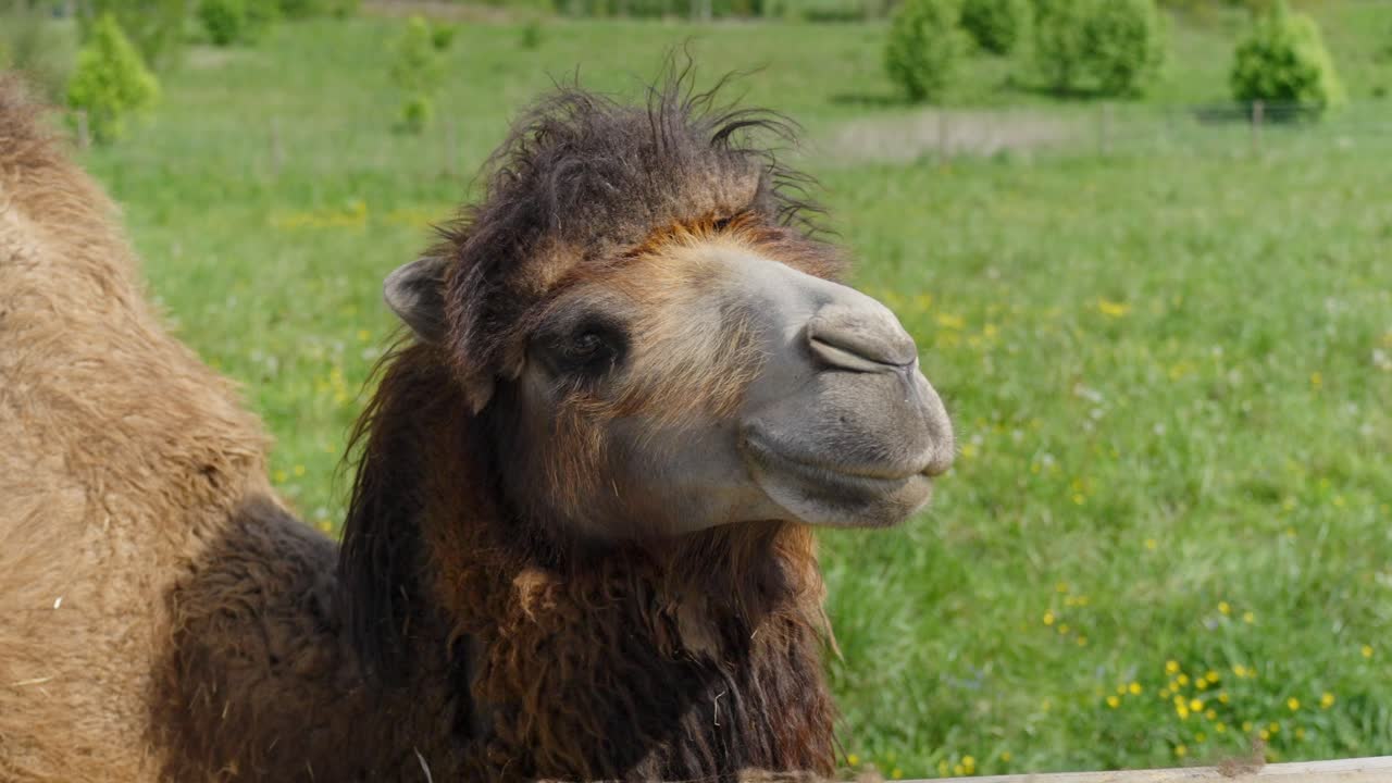 Camel on green meadow in zoo, close up view