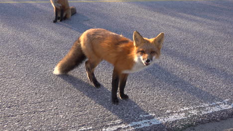 Schöner-Fuchs-Im-Radisson-Quebec-Kanada