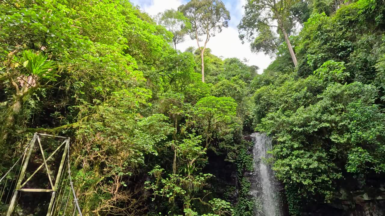 Lush rainforest surrounds a cascading waterfall in Dorrigo, NSW. Vibrant greens and natural light create a tranquil atmosphere