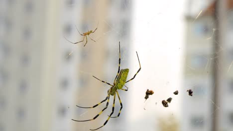 Joro-spider-catching-prey-in-the-web-on-appartment-blured-background,-city-spider-in-Seoul