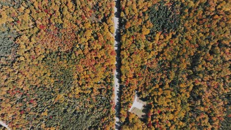 Vista-Aérea-De-La-Carretera-Rodeada-De-Un-Denso-Bosque-En-Colores-De-Otoño