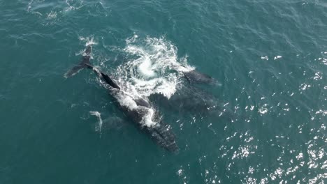 Toma-Aérea-Sobre-Una-Familia-De-Ballenas-Jorobadas-Frente-A-La-Costa-De-Mozambique.