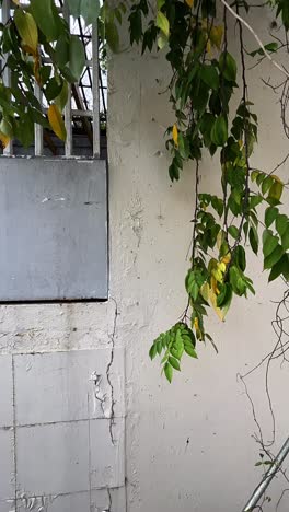 plant covered wall with window