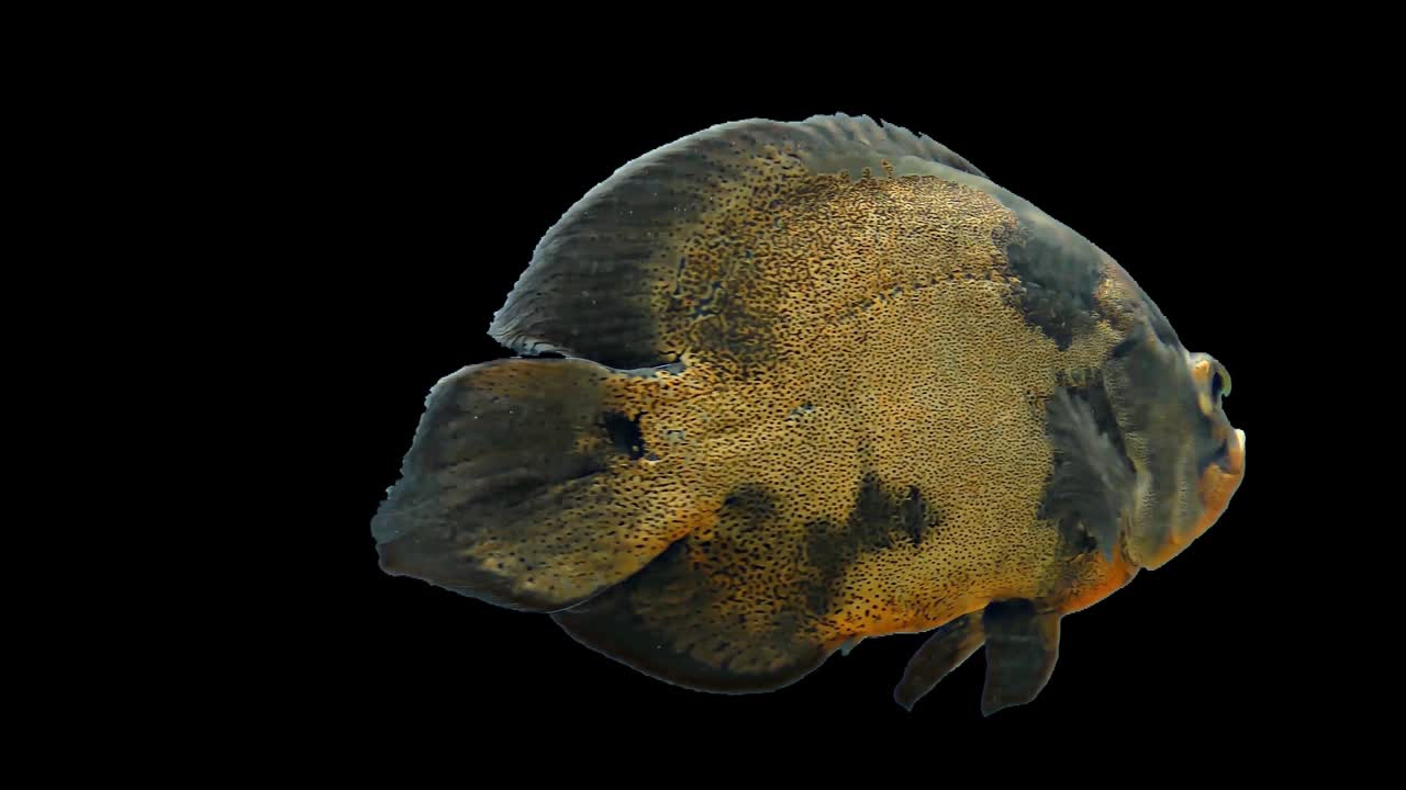 아마존 열대 물고기 - 호랑이 오스카, 검은 바탕, 크로마 키