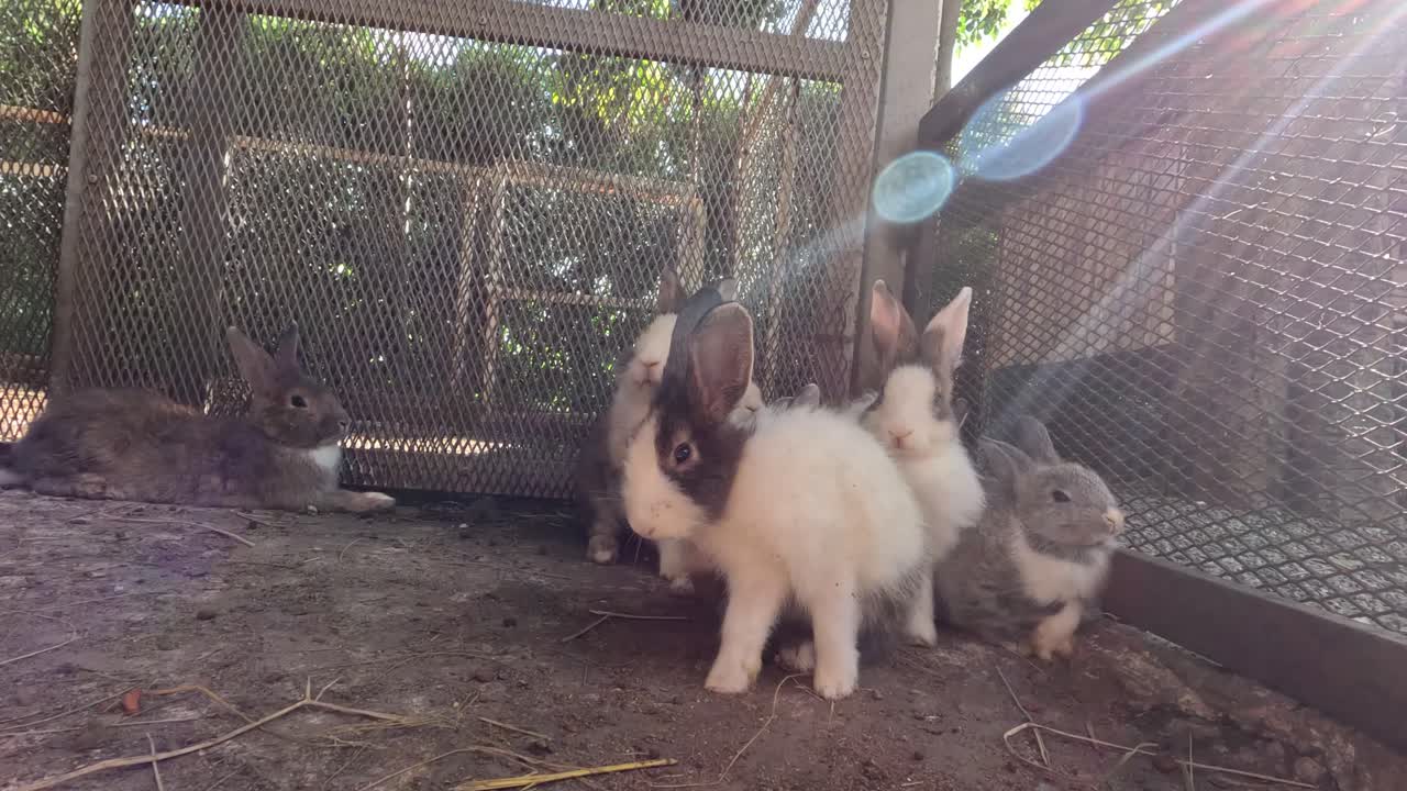 빛이 비치는 야외 창고에서 상호 작용하는 토끼