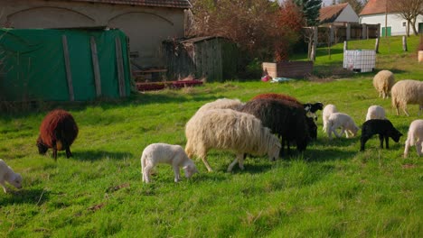 Lambs-And-Sheep-On-The-Farm---Close-Up