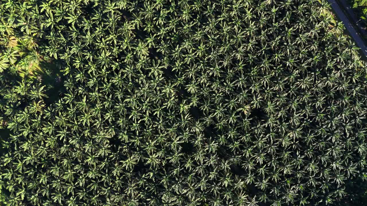 Aerial drone view of palm oil tree plantation in north sumatra indonesia birds eye view bukit lawang