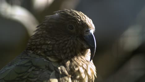 Kiwi-Sentado-Detrás-De-Una-Valla-En-Un-Zoológico-En-Cámara-Lenta