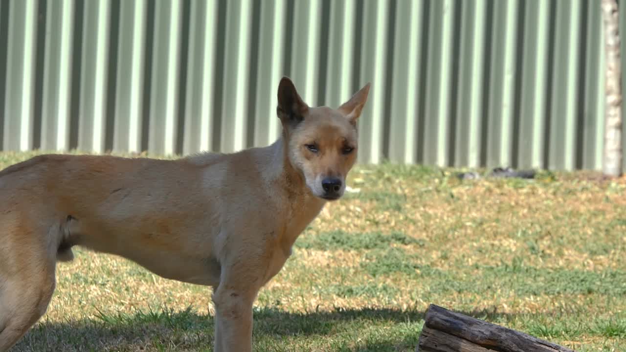 Brown dingoes walking around enclosure