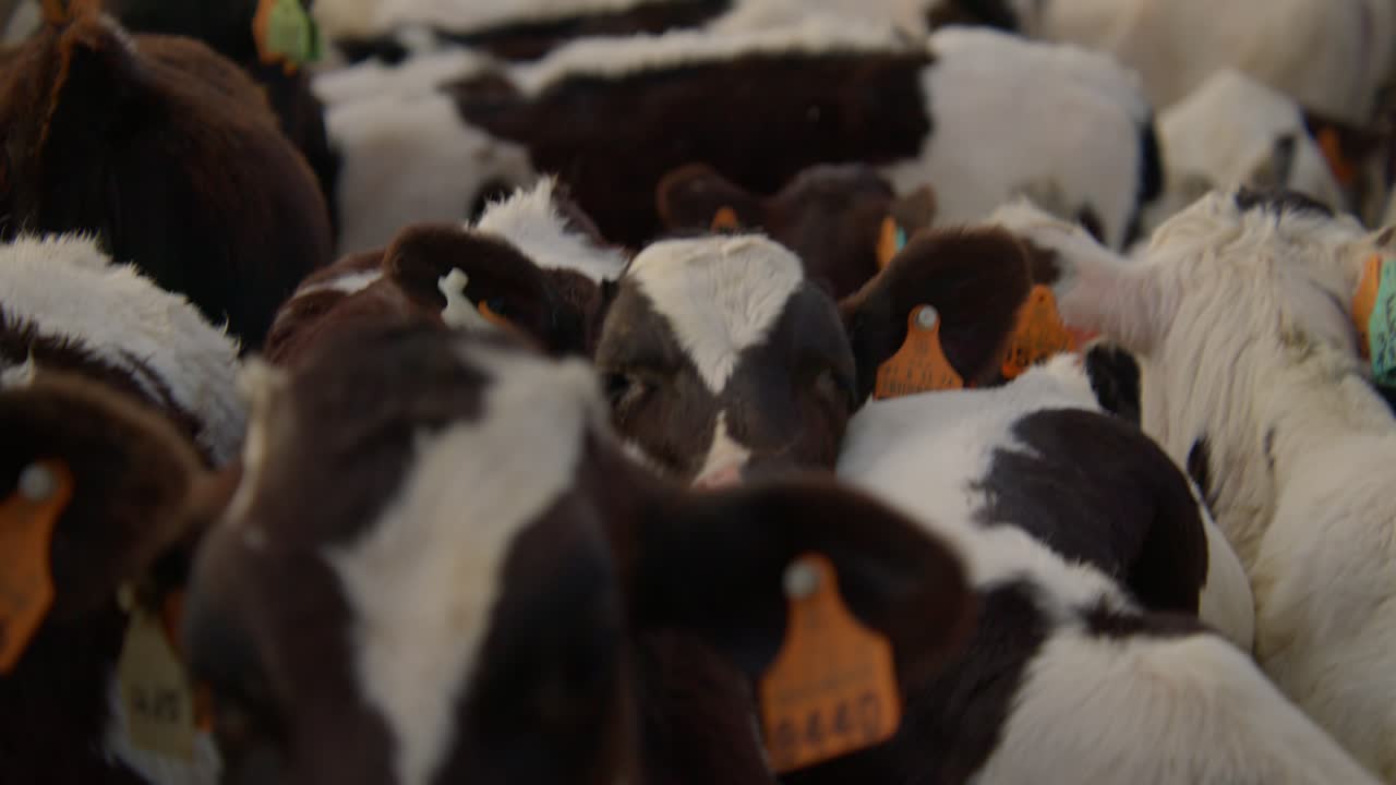 작은 송아지  ⁇ 소가 다른 송아지들 가운데 귀여운 방식으로  ⁇ 을  ⁇ 고 있습니다.