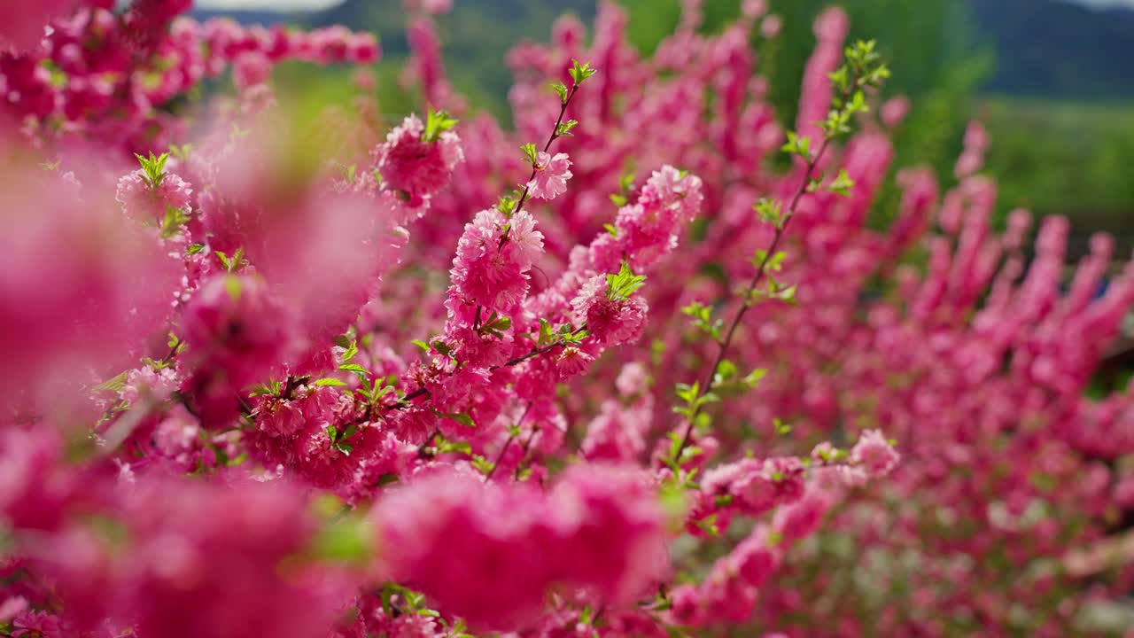 розовые цветы весной