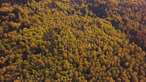 autumn forest aerial view