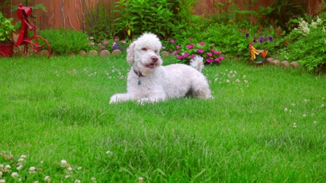 dog laying down. white labradoodle lying on green grass. cute animal on grass