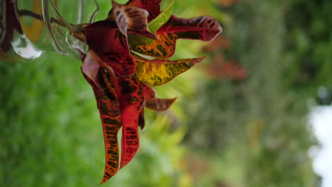 una rama de ti hawaiana colocada en un jarrón de vidrio para la decoración con una vista sobre un paisaje exuberante y tropical