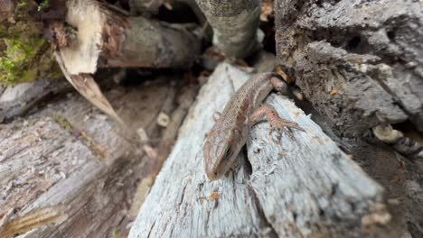 common lizard (zootoca vivipara) lying almost motionless on a piece of wood.